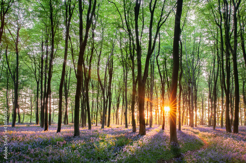 Dawn sunrise path in bluebell forest England