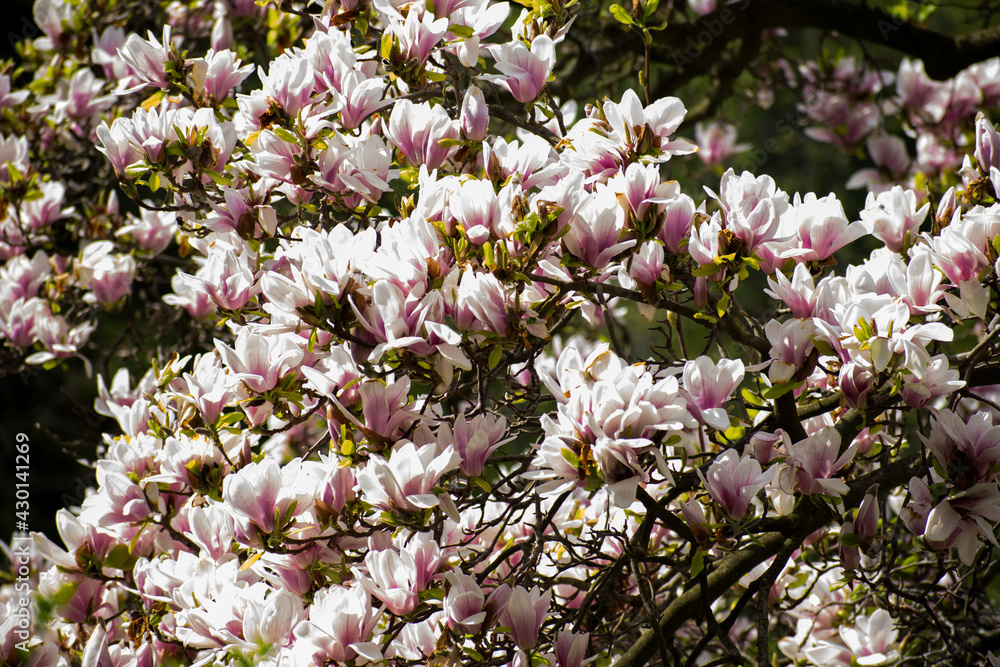 Beautiful flowering tree. Magnolia tree. Lots of flowers