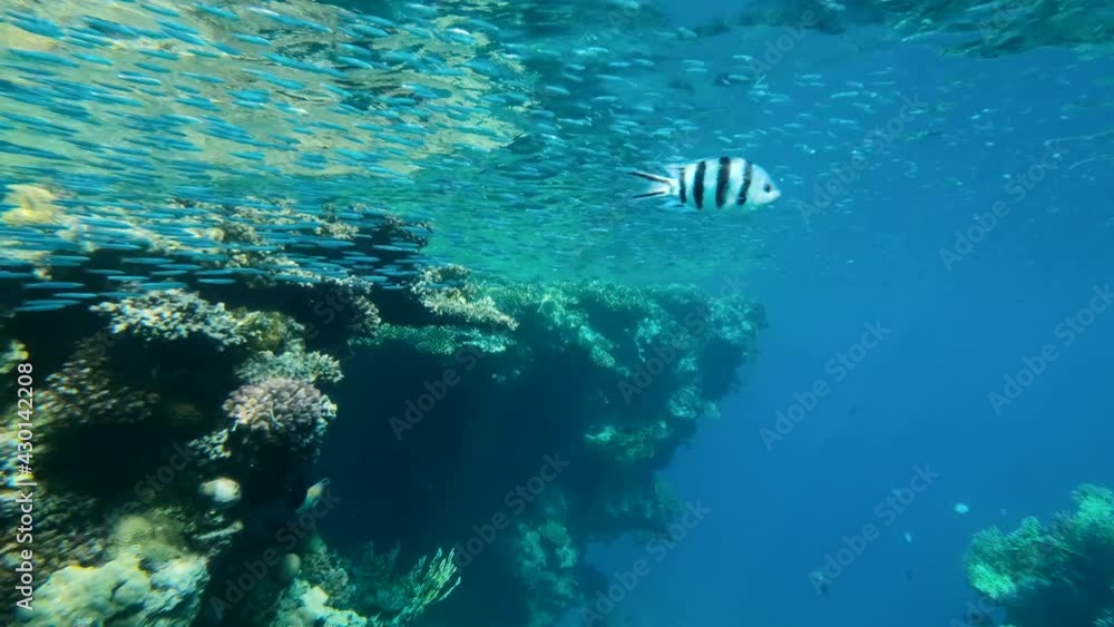Large school of little fish swims under surface of blue water near coral reef. Underwater life in the ocean (4K-60pfs). Large school of little fish swims under surface of blue water near coral reef. Underwater life in the ocean (4K-60pfs).