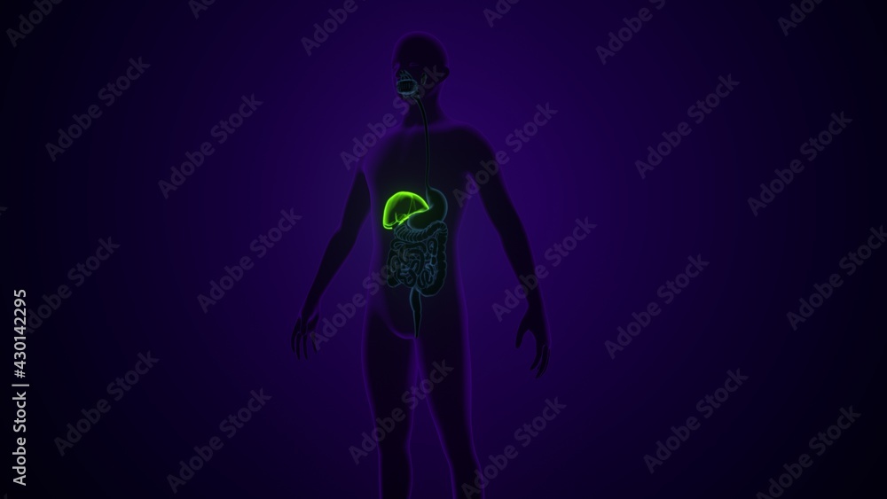 Liver 3D Illustration Human Digestive System Anatomy.