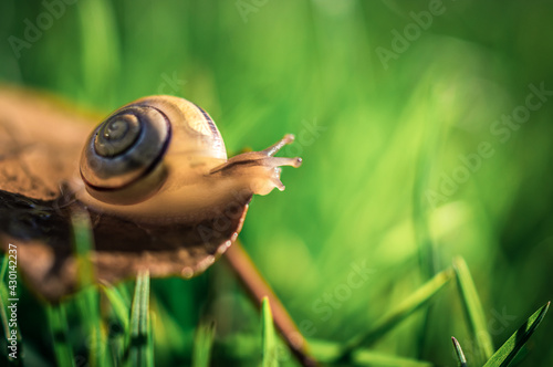mały ślimak na zielonym tle tle