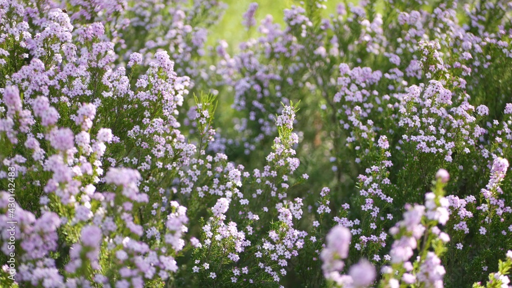 Confetti bush lilac flower, California USA. Coleonema pulchellum, buchu diosma springtime bloom. Home gardening, american decorative ornamental houseplant. Spring blossom natural botanical atmosphere.