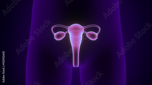 Canvas Print Female Reproductive System Anatomy. 3D Illustration