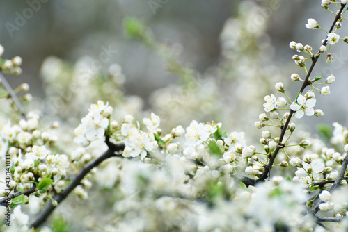 Spring blossom of sakura, spring cover photo  © Vita