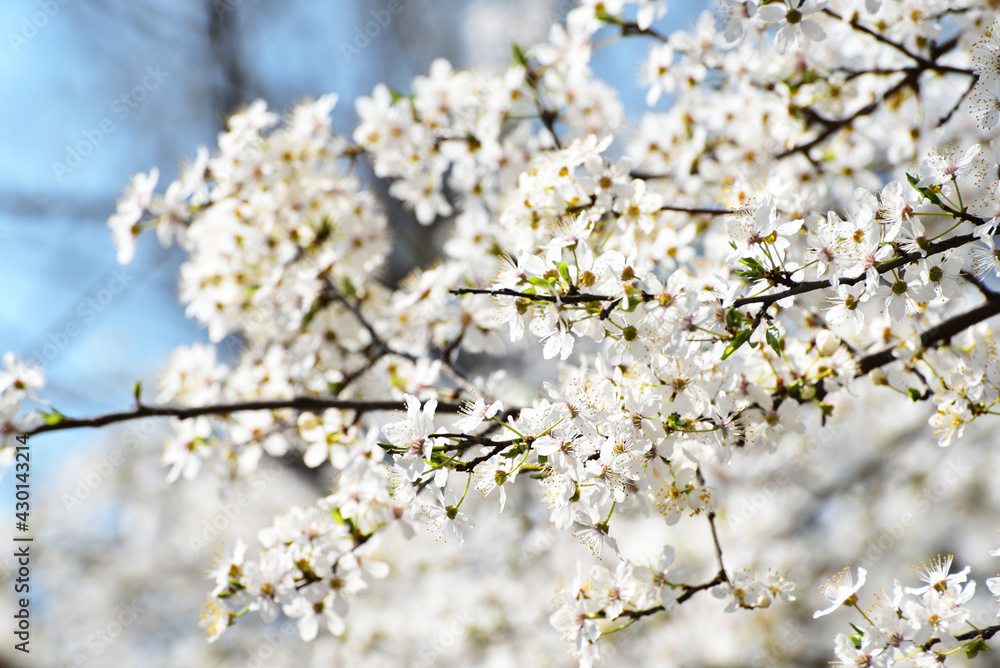 Spring blossom of sakura, spring cover photo Spring blossom of sakura, spring cover photo