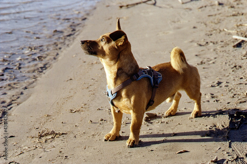 Young terrier dog enjoying the sun at the danube river beach at sunset. Shot on analog 35mm film.