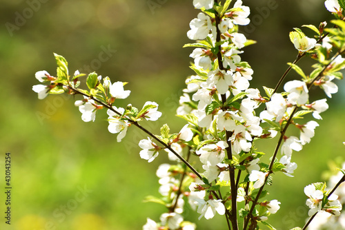 Close-up branch in blossom flowers,photo