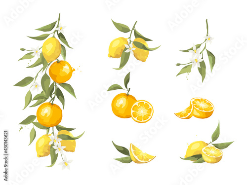 Summer set with lemon and orange branch. Design elements with citrus fruits, vector illustration, label.	