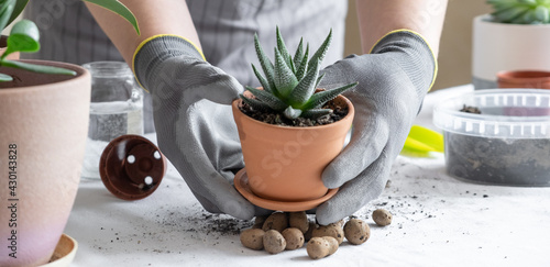 Woman gardener hands holding succulent in a ceramic pot. Concept of home gardening and planting flowers in pot