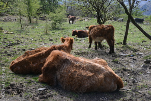 Cumbrian Cows in the Lake District overlooking windermere