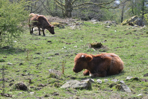 Cumbrian Cows in the Lake District overlooking windermere