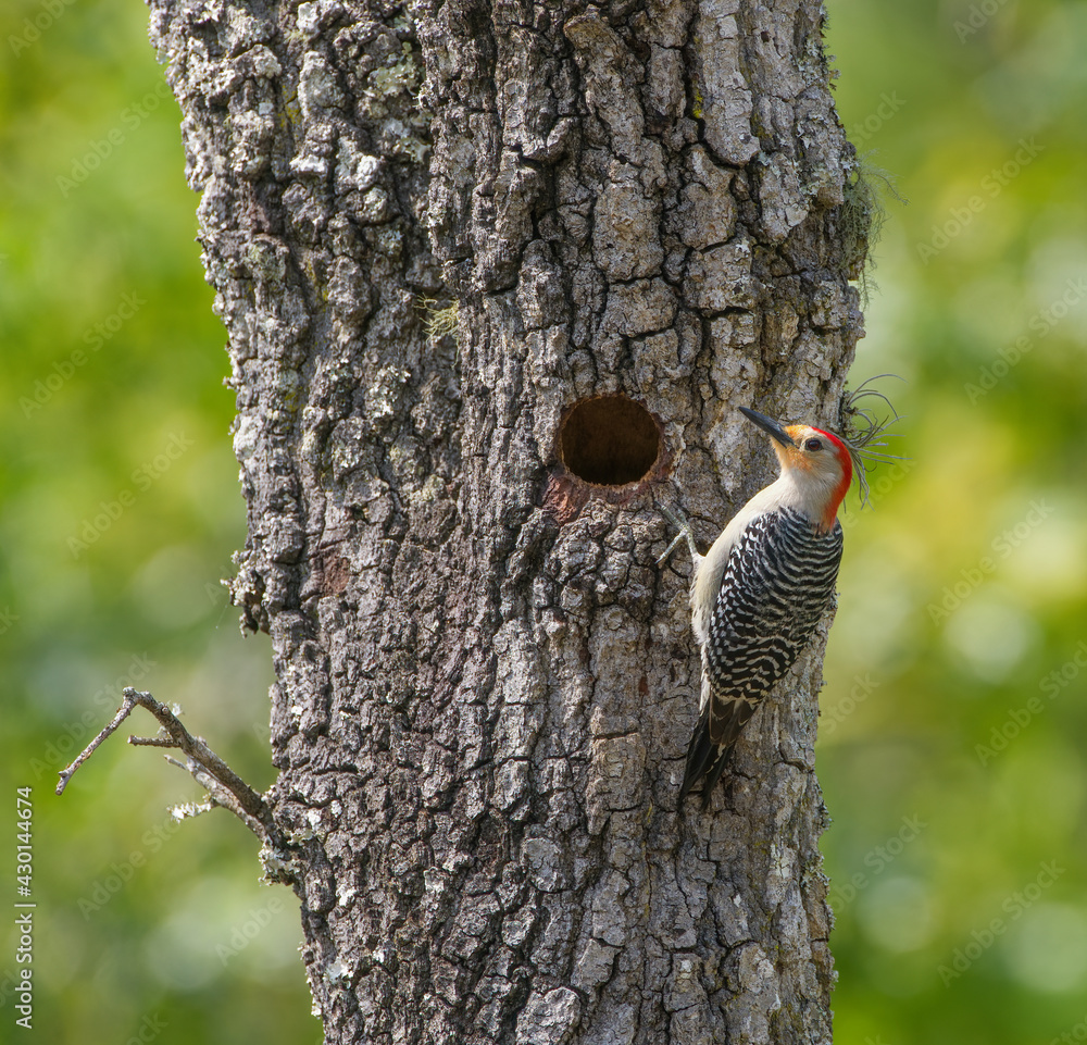 Obraz premium Red bellied woodpecker (Melanerpes carolinus) perched on turkey oak tree (Quercus laevis) by its nest hole, side view, green background, possibly young female