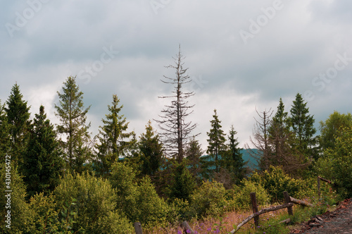 Coniferous and deciduous trees against cloudy sky, destroyed fence on side road overgrown with grass and lilac flowers