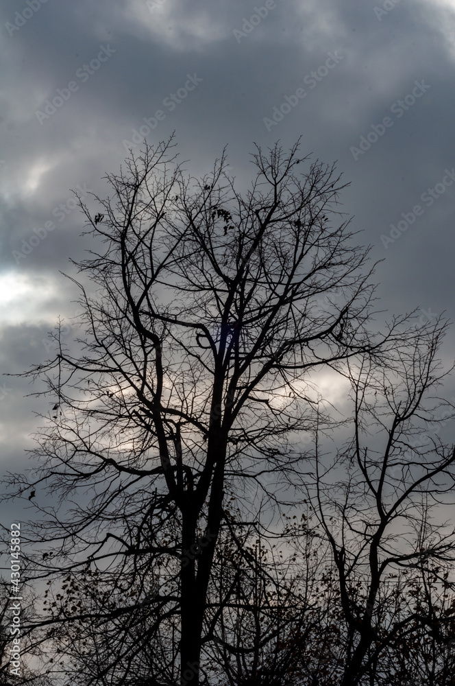 Tree with bare branches against dark cloudy sky, cold winter season, black silhouette tree against sky. Tree with bare branches against dark cloudy sky, cold winter season, black silhouette tree against sky.
