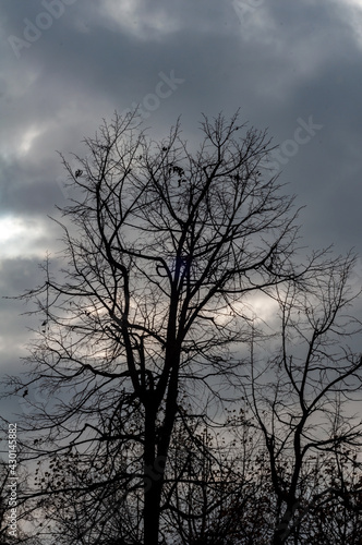 Tree with bare branches against dark cloudy sky, cold winter season, black silhouette tree against sky. © Sergio 