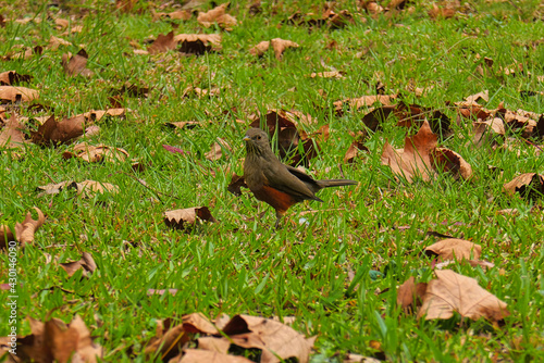 small bird brown