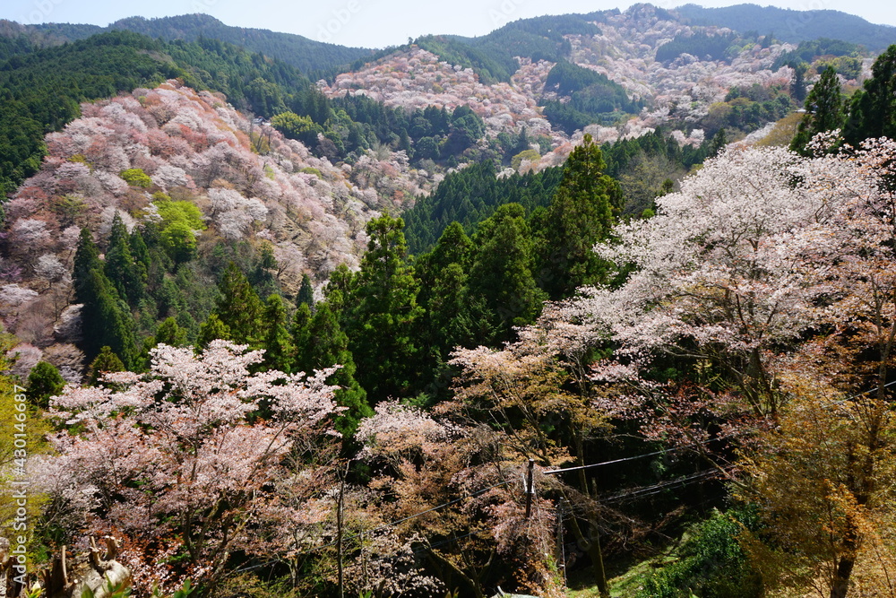 Yoshinoyama sakura cherry blossom . Mount Yoshino in Nara Prefecture