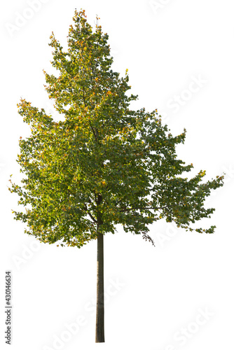 Maple tree yellow leaved, cut out tree isolated on white background
