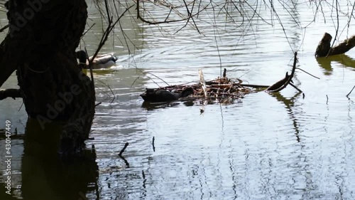 Coot bird is building its nest in sunny spring weather