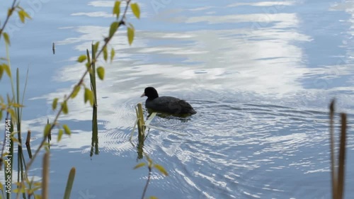 Coot bird swims on a blue lake in spring