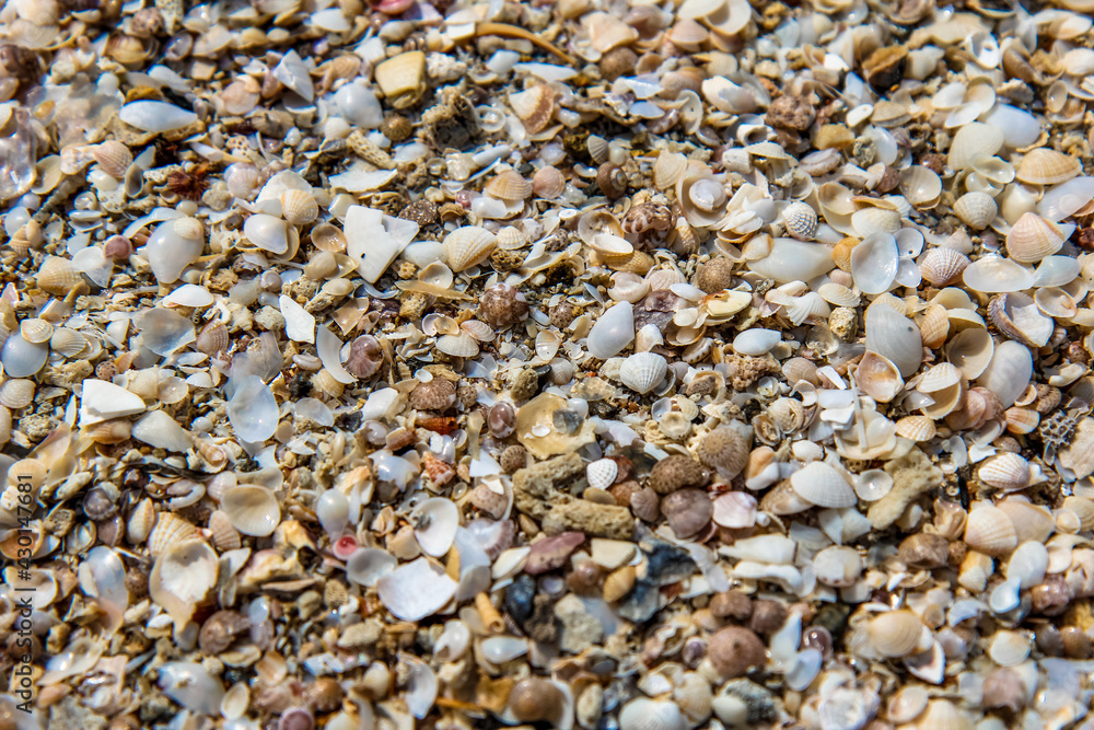 Seashells on the beach, Thailand
Ракушки на пляже, Тайланд Seashells on the beach, Thailand
Ракушки на пляже, Тайланд
