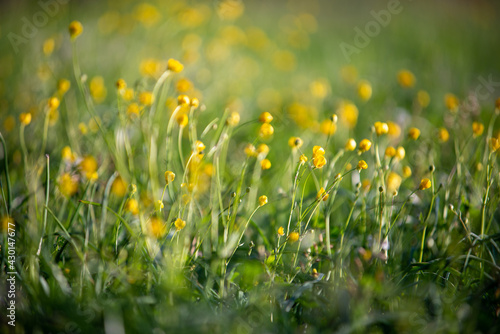 yellow flowers. yellow background. floral background © AnnaPhri