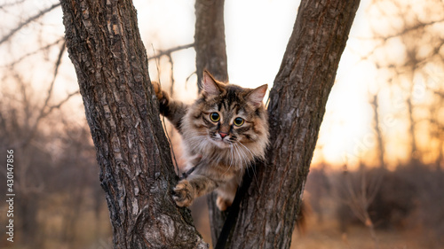 Bild auf Leinwand Fluffy Siberian cat on a poplar tree on the background of the sunset