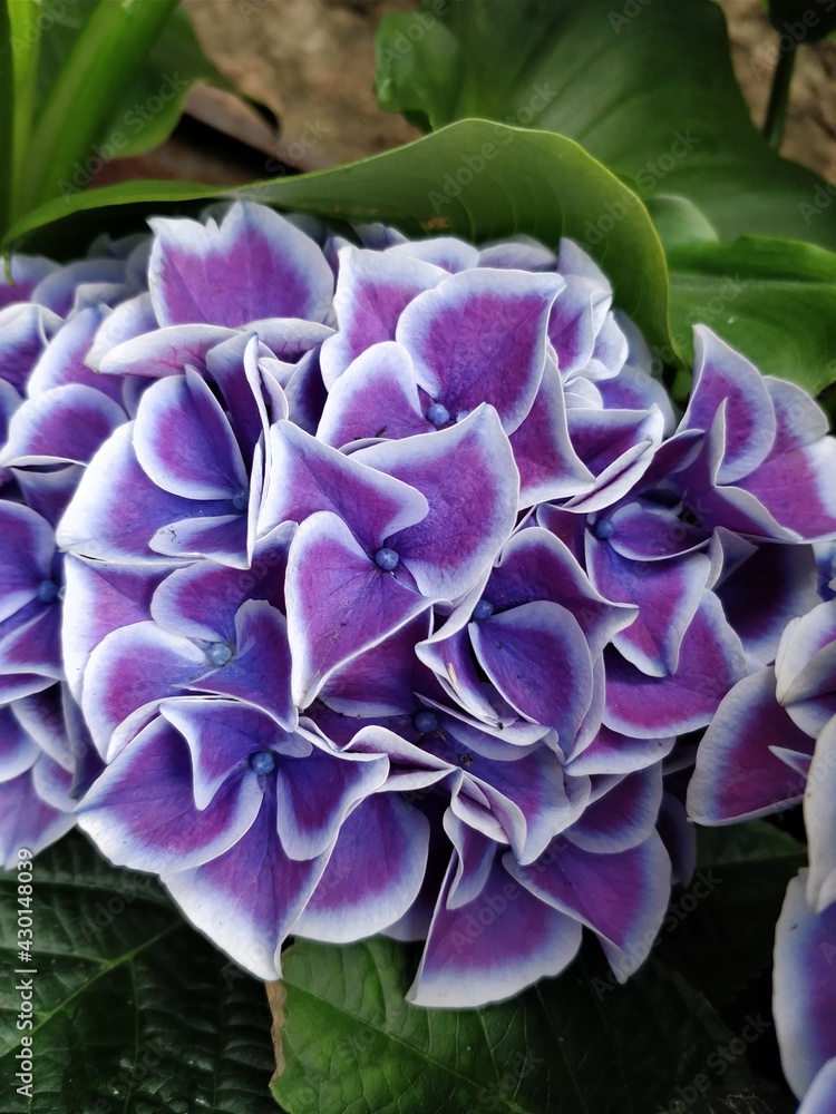 Lila Blume aus Italien Lila Blume aus Italien