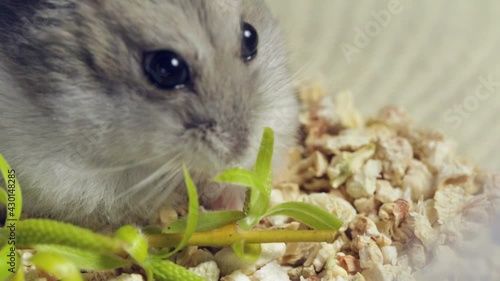 Dzungarian hamster eats a young branch with green leaves, macro