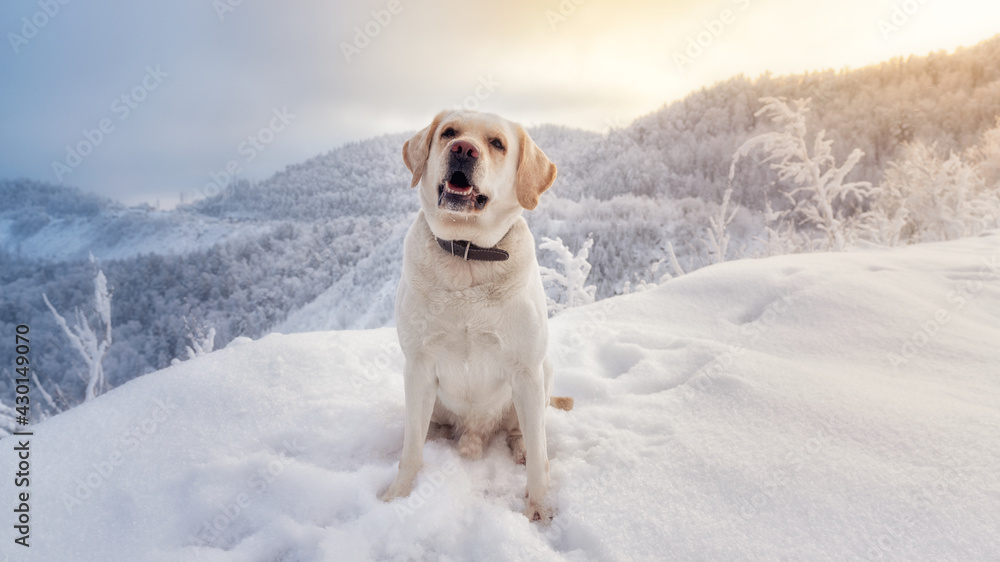 Labrador dog sits in winter mountains with snow Labrador dog sits in winter mountains with snow