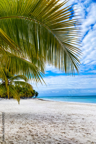 Fototapeta Naklejka Na Ścianę i Meble -  Beautiful caribbean beach, Dominican Republic. Clear blue water, sand and palm trees.