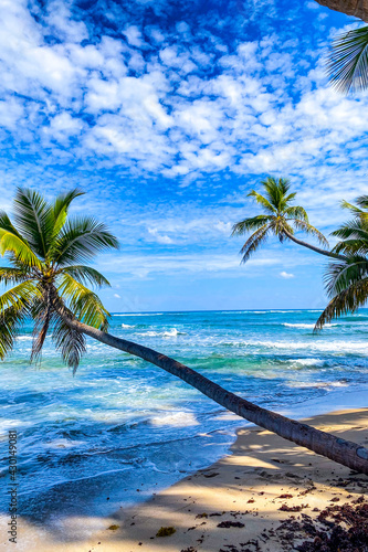 caribbean beach  Dominican Republic. blue water  sand and palm trees at the blue sky