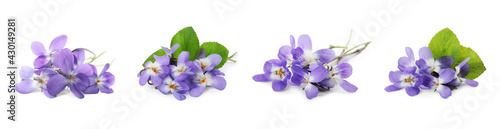 Fototapeta Naklejka Na Ścianę i Meble -  Set with beautiful wood violets on white background, banner design. Spring flowers