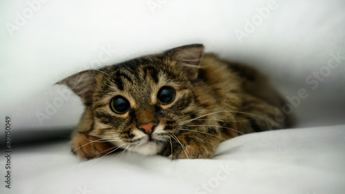 Canvas Print Siberian kitten hiding under a white blanket with big eyes