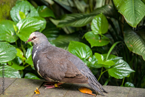 The wonga pigeon (Leucosarcia melanoleuca) is a pigeon that inhabits areas in eastern Australia. 
A large, plump pigeon that has a short neck, broad wings, and a long tail.  photo