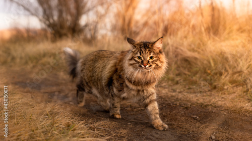 An important fluffy Siberian cat walks in the park in the grass along the path