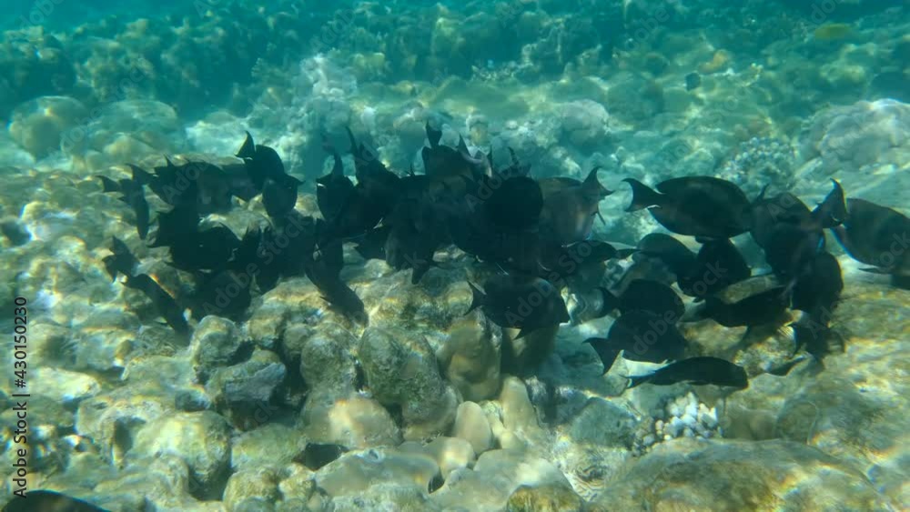 Large school of Surgeonfish slowly swims near coral reef. Brown Surgeonfish or (Acanthurus nigrofuscus). Underwater life in the ocean (4K-60pfs) Large school of Surgeonfish slowly swims near coral reef. Brown Surgeonfish or (Acanthurus nigrofuscus). Underwater life in the ocean (4K-60pfs)