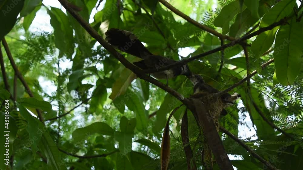 baby white throat fantail bird feedind by father and mother  in nest under mango tree