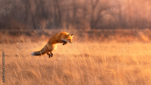 Red furry fox in a jump for prey in a dry yellow field © Roman
