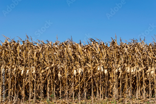 dry corn plantation, ready for harvest and blue sky