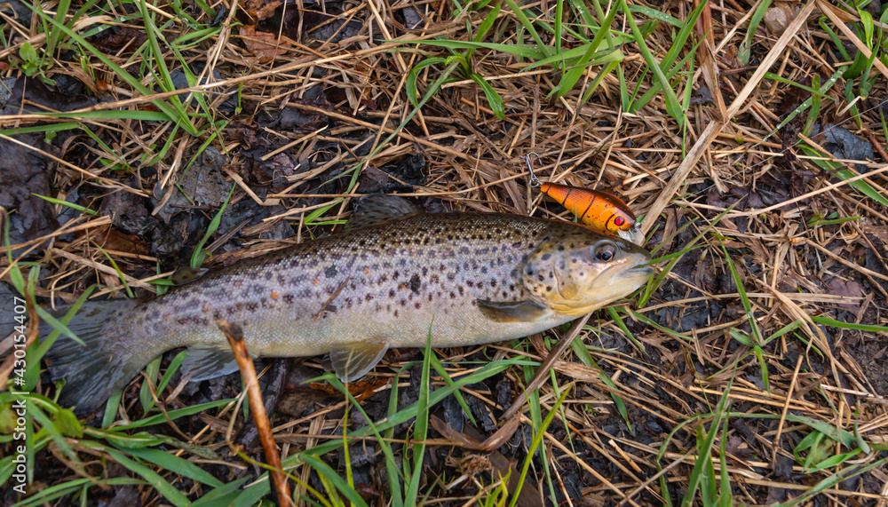 Trout caught from a stream in early spring weather Trout caught from a stream in early spring weather