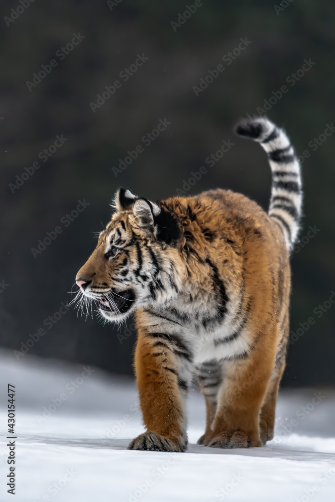Fototapeta premium Siberian Tiger running in snow. Beautiful, dynamic and powerful photo of this majestic animal. Set in environment typical for this amazing animal. Birches and meadows