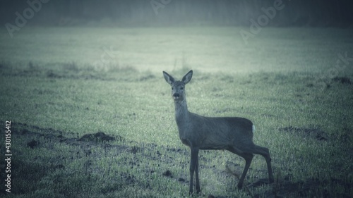 Fototapeta Naklejka Na Ścianę i Meble -  deer in the woods