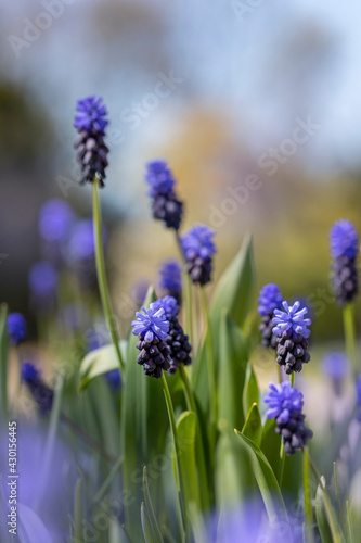 Nahaufnahme einer blauen Trauben Hyazinthe