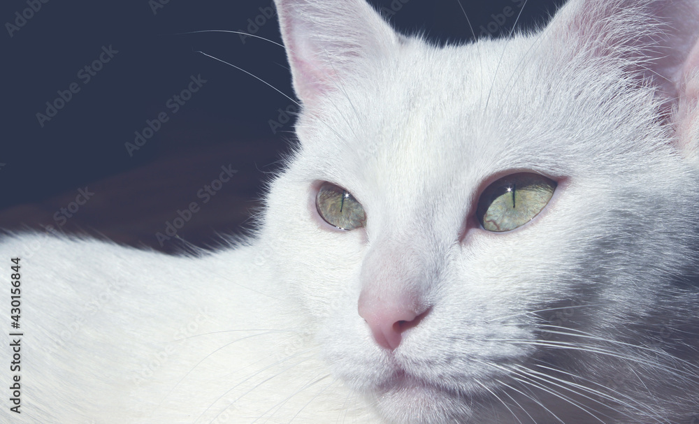 White cat lying and looking to the side, black background, horizontal view, cropped shot. Pets, animals concept.