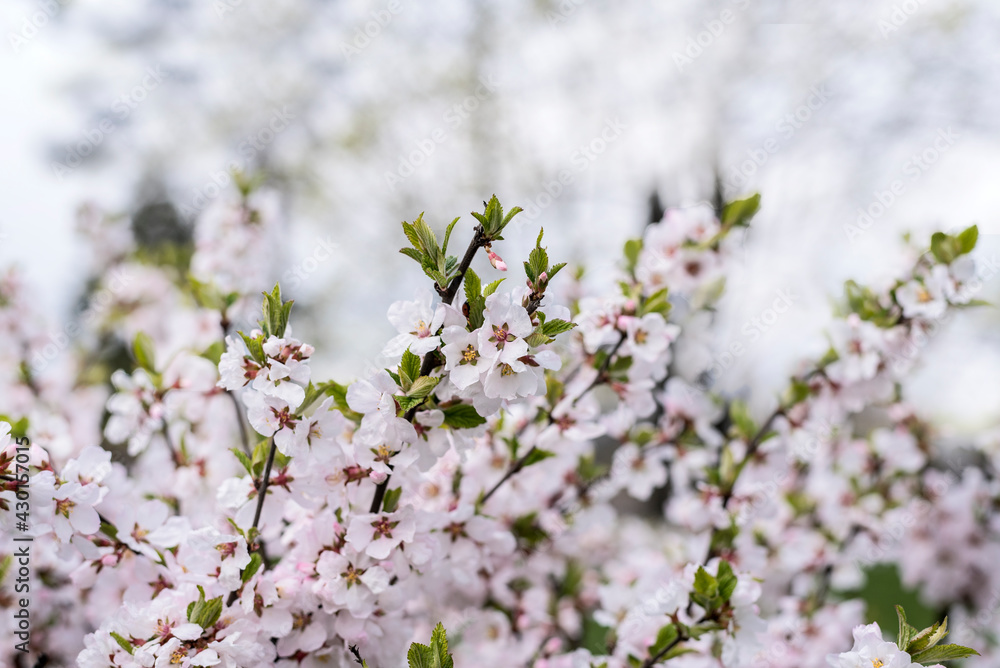 Spring background of apricot flowers on tree branches