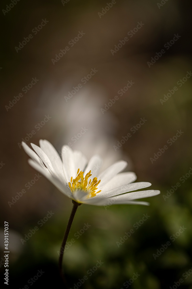 Makroaufnahme einer Stahlen Anemone in Bodennähe Makroaufnahme einer Stahlen Anemone in Bodennähe