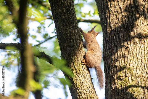 sciurus vulgaris scoiattolo rosso bruno nei giardini della villa reale lombardia monza brianza