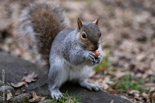 sciurus carolinensis parco di monza scoiattolo grigio mangia nocciola