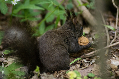 sciurus meridionalis scoiattolo nero ovvero rosso, nel parco di monza
